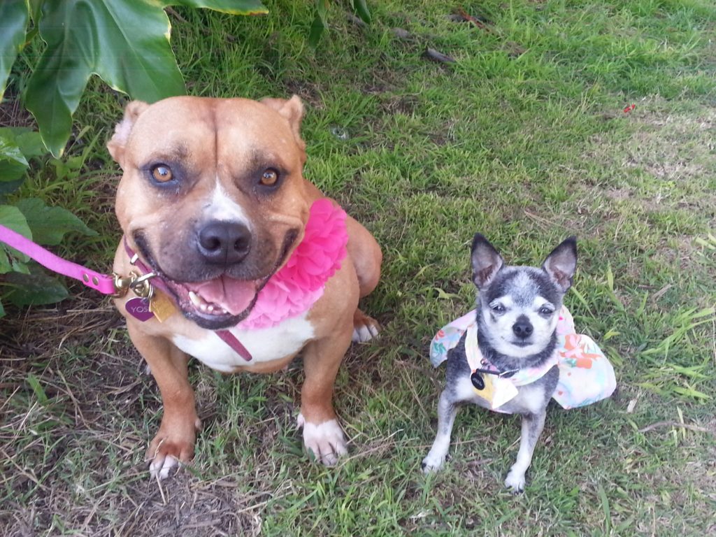 Suki & Yoshi