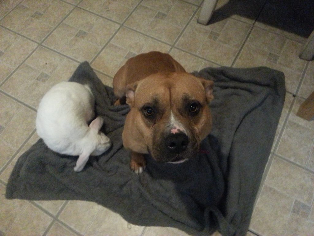 Yoshi & Mr Bunny