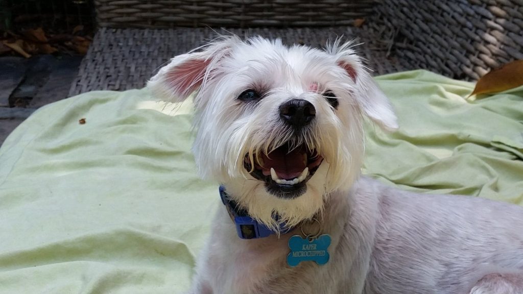 Kaper after haircut